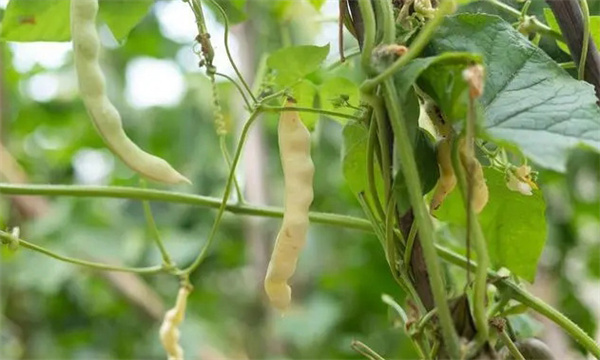 芸豆为什么枇荚多