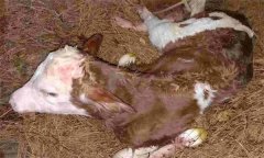 引起母牛非传染性流产九大原因