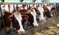 如何预防母牛流产 预防母牛流产的“六不”经验
