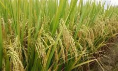 目前我国优质稻生产存在的问题有哪些？