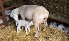 母羊哺乳期一般为多少天 母羊哺乳期的饲养管理