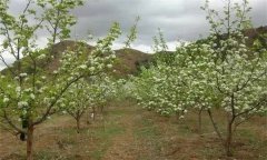 梨树的栽植密度多少为宜？
