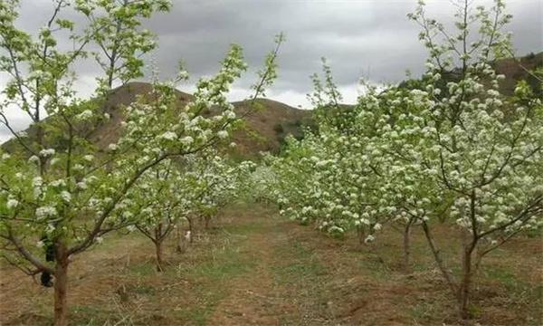 梨树的栽植密度多少为宜