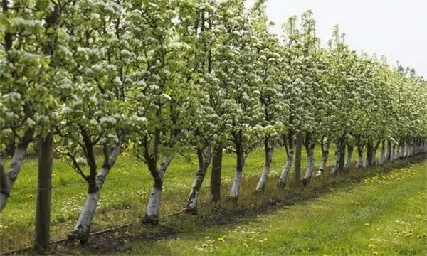 梨树的栽植密度