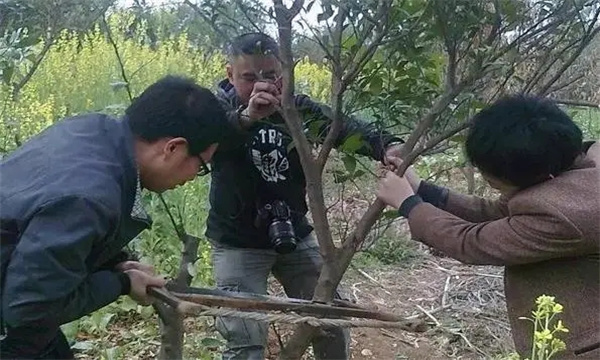 果树高接换种有哪些关键技术