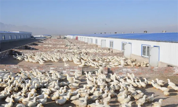 规模化肉鸭养殖场如何选址和布局