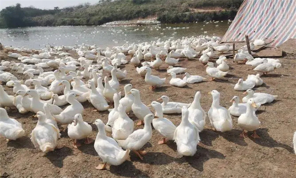 肉种鸭与蛋种鸭在管理方面的区别