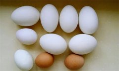 如何选择和处理肉鸭种蛋？