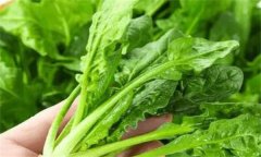 影响菠菜草酸含量的因素有哪些？