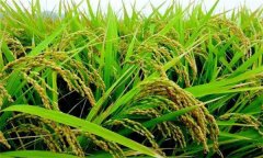 有机水稻的病虫草害防治措施有哪些？