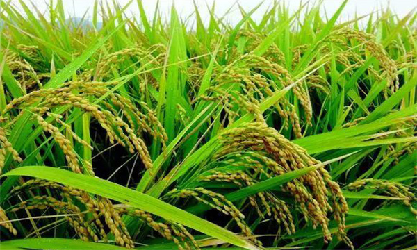 有机水稻的病虫草害防治措施