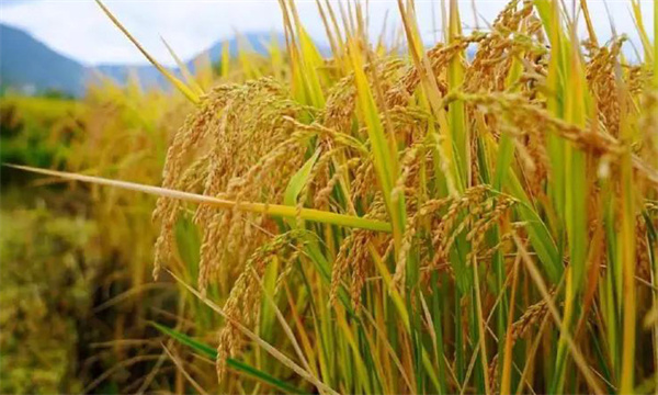 优质水稻收获时应注意哪些事项