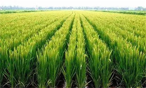 与水稻生产相关的质量标准
