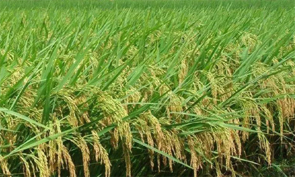 与水稻生产相关的质量标准有哪些