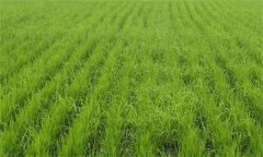 绿色大米是什么大米，如何生产绿色大米？