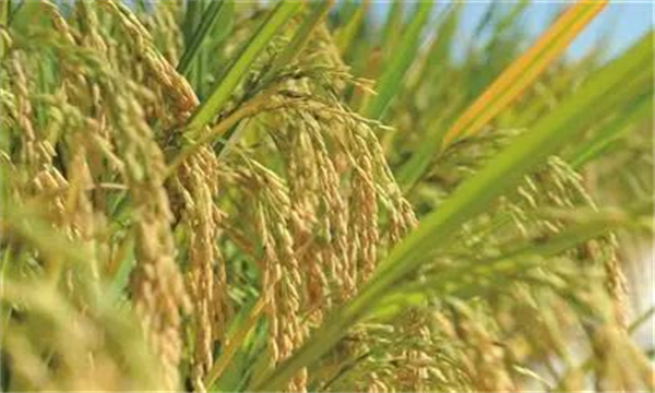 如何判断水稻的适收期