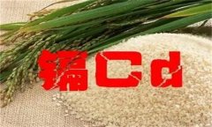 如何降低稻米中镉超标的风险？
