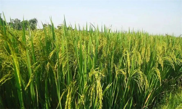 降低稻米镉超标风险的措施
