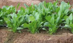 埋头菠菜栽培技术要点有哪些？