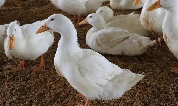 鸭产蛋异常或产蛋率下降