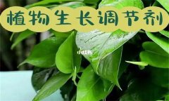 植物生长调节剂的种类与作用简介