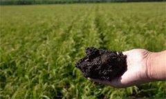土壤对稻米品质有何影响？