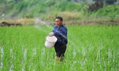 施肥对稻米品质有何影响？