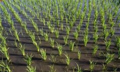 水分管理对稻米品质有何影响？