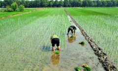 优质稻如何进行水分管理，需要注意什么？