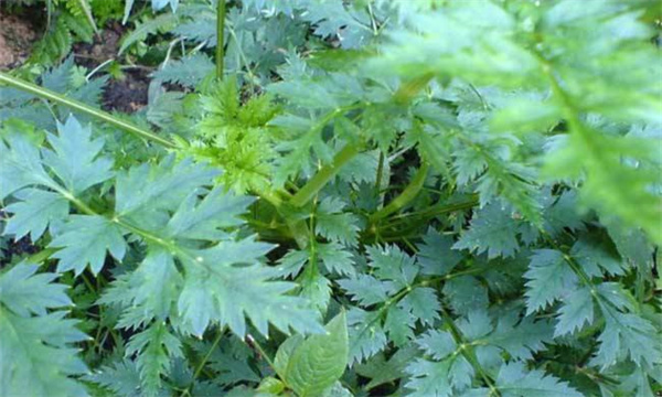 川芎的种植技术