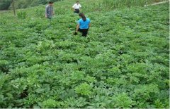 白芷的田间管理技术要点