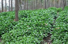 秋季适宜种植什么药材？