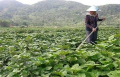 广藿香该怎么种植？广藿香的种植技术要点