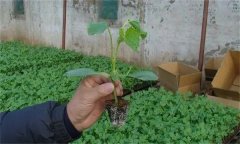 黄瓜嫁接选什么作砧木 如何进行黄瓜嫁接与管理
