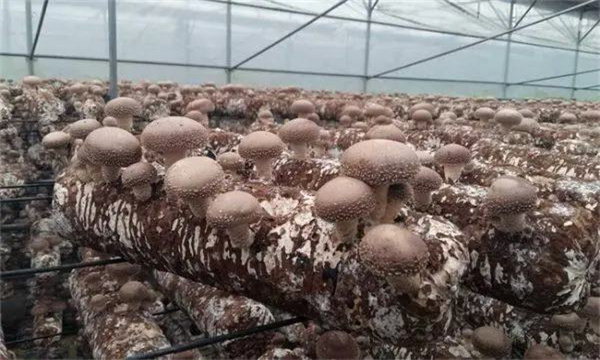 香菇发生萎烂后的补救措施